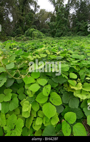 kudzu vines cover landscape in High Springs Florida Stock Photo