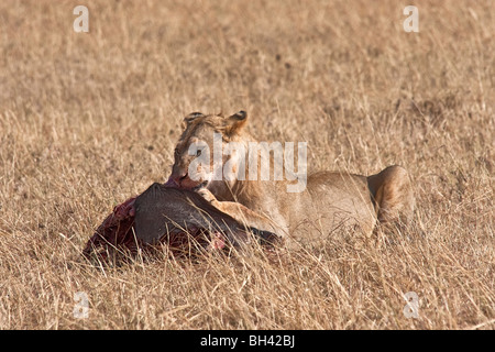 Young immature male Lion feeding on the remains of a recently killed Wildebeest. Stock Photo
