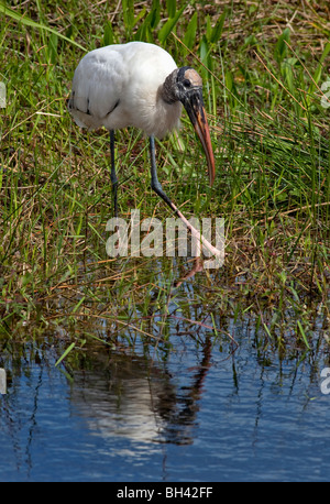 Wood Stork, Mycteria americana is a large American wading bird in the stork family Ciconiidae. Everglades NP, Florida Stock Photo