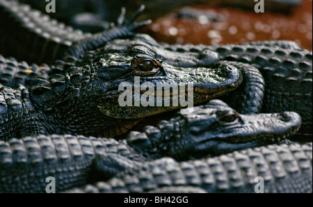 American Alligator Young, Alligator mississippiensis, Florida Everglades Stock Photo