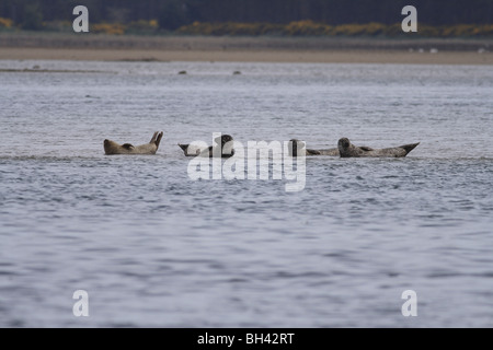 Common seals (Phoca vitulina) on sand bank. Stock Photo