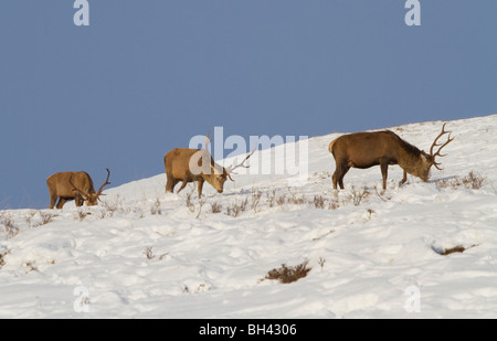 Red deer (Cervus elaphus) stags grazing in the Scottish Highlands, north of Blair Atholl, Perthshire. Stock Photo