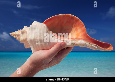 Man's hand holding a large sea shell in the air on a tropical beach Stock Photo