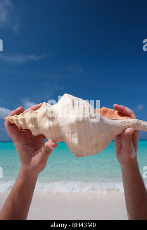 Man's hands holding a large sea shell in the air on a tropical beach Stock Photo