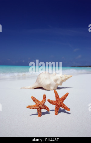 Two starfish and a large sea shell on the sand on a deserted tropical beach Stock Photo