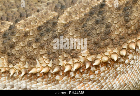 Bearded dragon (Pogona vitticeps) close up of scaly skin texture. Stock Photo