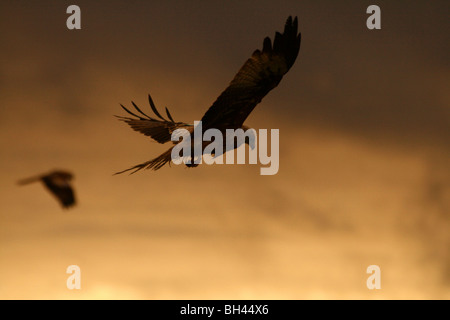 A pair of red kites (Milvus Milvus) in flight against a dramatic sunset. Stock Photo