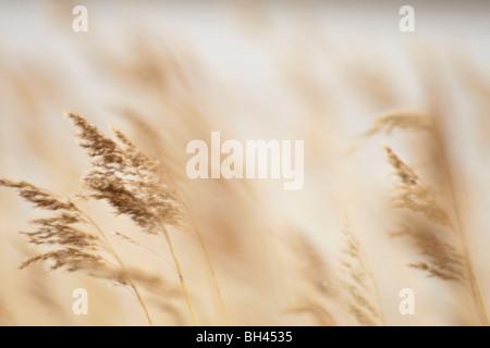 Golden reeds swaying in the wind along the lakeshore of Filso lake in ...