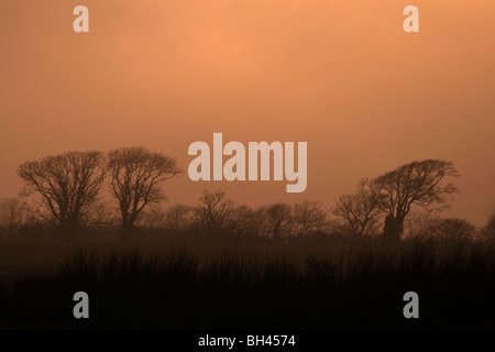 A stand of trees silhouetted against a misty sunset sky. Stock Photo