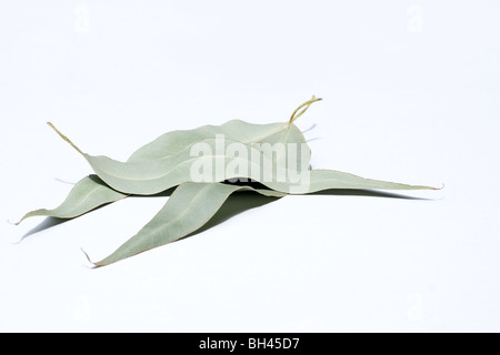 Close-up of dried eucalyptus leaves on white background Stock Photo
