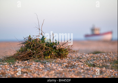 shallow depth of field view of scrub with blurred dilapidated boat in evening sun on Dungenss beach Stock Photo