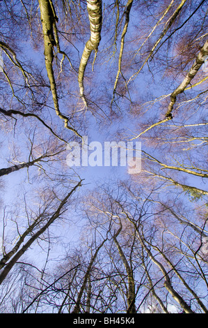 Ground to sky view of silver birch (betula pendula) trees with blue sky. Stock Photo