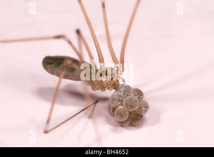 Cellar spider or Daddy long-legs spider (Pholcus phalangioides). Macro image of female carrying egg sac. Bathroom in house. Stock Photo
