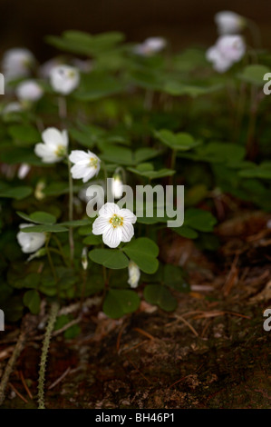 Wood Sorrel (Oxalis acetosella) growing in the Tyrebagger woods near Aberdeen. Stock Photo