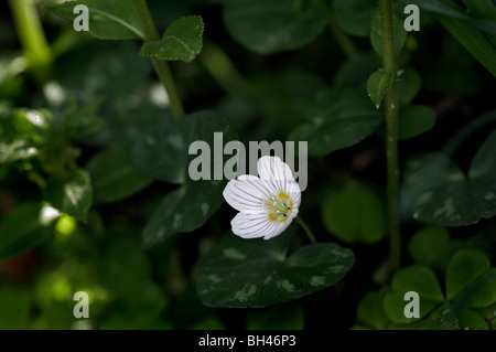 Wood Sorrel (Oxalis acetosella) growing in the Tyrebagger woods near Aberdeen. Stock Photo