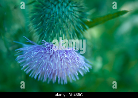 Creeping thistle (Cirsium arvense) in summer at Fingringhoe Nature Reserve. Stock Photo