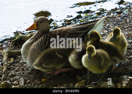 Grey-lag goose (Anser anser). Close up image of head showing eye and beak detail. Stock Photo