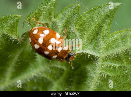 14-spot ladybird (Calvia 14-guttata). Cream spot form. Immature, on leaf in woodland. Stock Photo