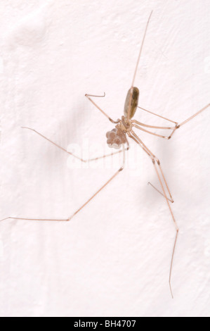 Cellar spider or daddy-long-legs spider (Pholcus phalangiodes). Female with egg-sac on bathroom wall in house. Stock Photo