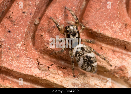 Zebra spider (Salticus scenicus). Female on outside wall of house. Stock Photo
