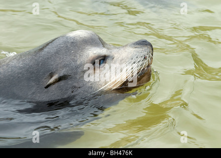 Common seal (Phoca vitulina). Close up image of seal swimming. Stock Photo