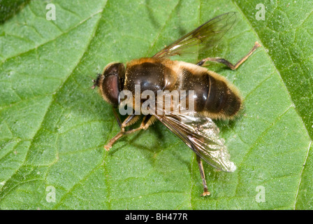 Drone-fly (Eristalis tenax). Resting on leaf in woodland. Stock Photo