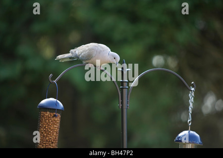 Collared dove (Streptopelia Decaocto) on feeder in garden in spring. Stock Photo