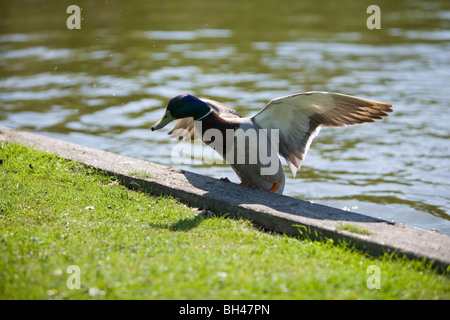Male mallard duck (Anas Platyrhynchos) getting out of the Norfolk Broads in spring. Stock Photo