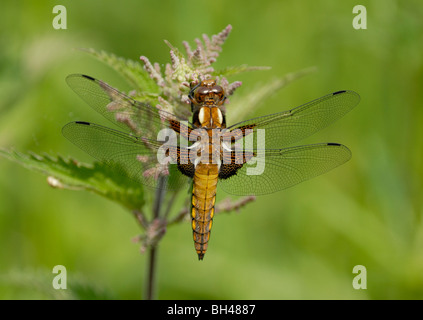 Broad-bodied chaser (Libellula depressa) resting on weed head. Stock Photo