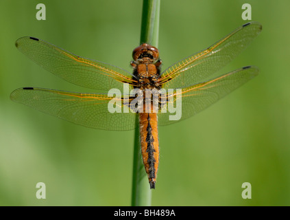 Scarce chaser (Libellula fulva) resting on reed stem. Stock Photo