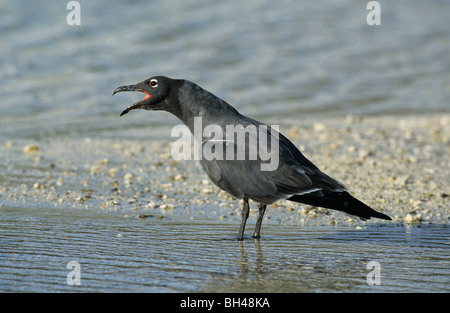 Lava gull (Larus fuliginosus) on Genovesa Island. Stock Photo