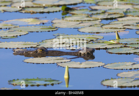 Spectacled cayman (Caiman crocodilus) head emerging at water surface. Stock Photo