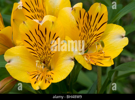 Peruvian lily (Alstroemeria 'Golden Delight'). Close up of a group of flowers.