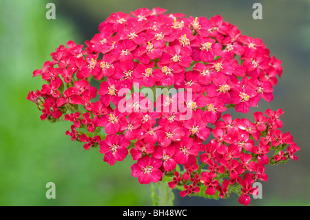 Achillea 'The Beacon'. Close up image of bright red flower cluster. Stock Photo