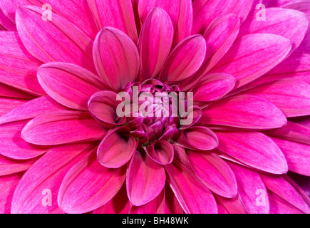 Pink dahlia in garden. Close up abstract image of centre of flower. Stock Photo