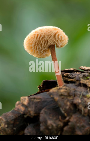 Ear pick fungus (Auriscalpium vulgare) showing spines on underside. Growing on pine cone in woodland. Stock Photo