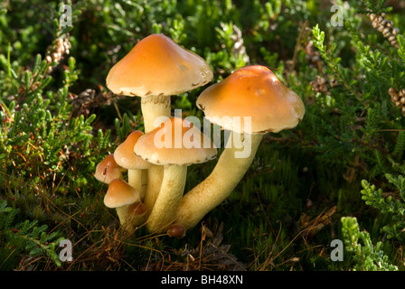 Sulphur tuft fungus (Hypholoma fasciculare) growing on heath. Stock Photo