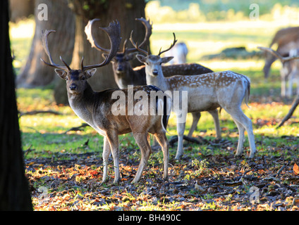 Three young fallow bucks in woodland. Stock Photo