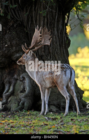 Standing fallow buck in woodland. Stock Photo