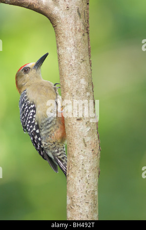 Red-crowned woodpecker (Melanerpes rubricapillus) male. Stock Photo