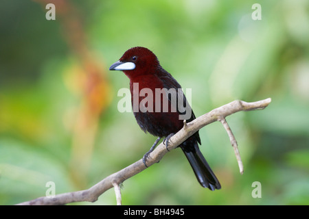 Silver-beaked tanager (Rhamphocelus carbo) male perched on a branch. Stock Photo