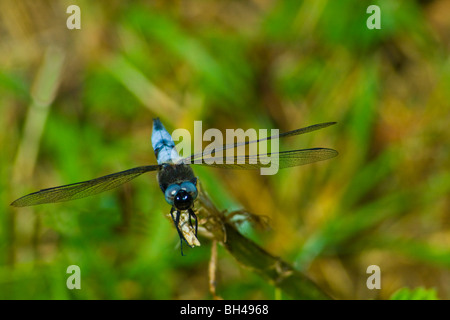 Scarce chaser (Libellula fulva) dragonfly (Anisoptera) on the Blackwater and Chelmer Canal. Stock Photo