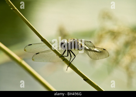 Scarce chaser (Libellula fulva) dragonfly (Anisoptera) on the Blackwater and Chelmer Canal. Stock Photo