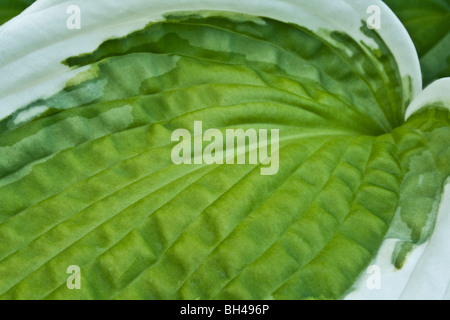 Leaf of a hosta patriot or plaintain lily in summer. Stock Photo