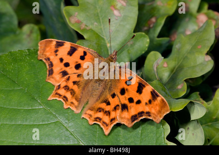 Comma butterfly (Polygonia c-album). Close up of butterfly resting with open wings in a Norfolk wood in summer. Stock Photo