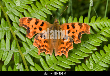 Comma butterfly (Polygonia c-album). Close up of butterfly sunning with open wings on bracken in a Norfolk wood in summer. Stock Photo