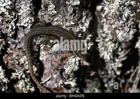 Common or viviparous lizard basking on rocks. Stock Photo