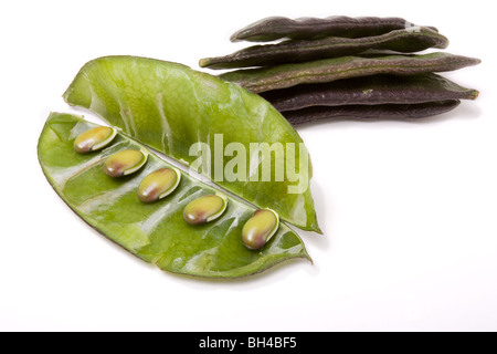 Indian bean Common name: Lablab Bean, Hyacinth bean, Bonavista bean, Egyptian bean. Synonyms: Dolichos lablab, Dolichos purpureu Stock Photo