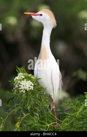 Cattle egret (Bubulcus ibis) in bush at Gatorland. Stock Photo