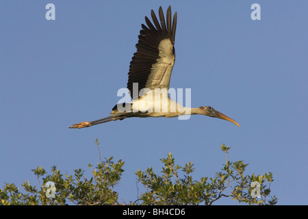 Wood stork (Mycteria americana) in flight over St Augustine Alligator Farm. Stock Photo